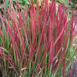 Imperata cylindrica Red Baron